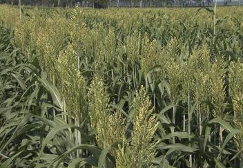 Louisiana makes advancements in weed and insect management 